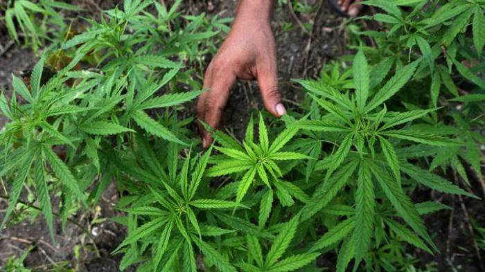 Ganja medis risiko cenderung studi rendah pemakaian remaja Ganja medis risiko cenderung studi rendah pemakaian remaja
