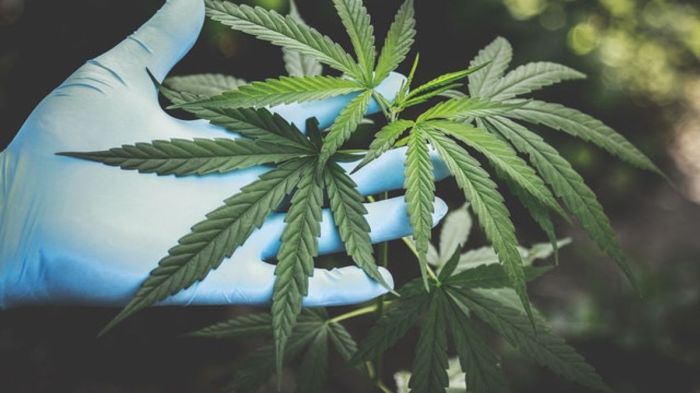 Bahaya Ganja