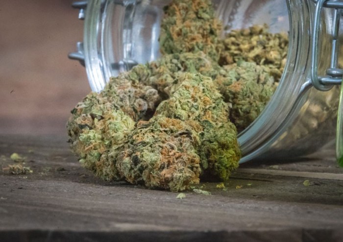 Bahaya Ganja
