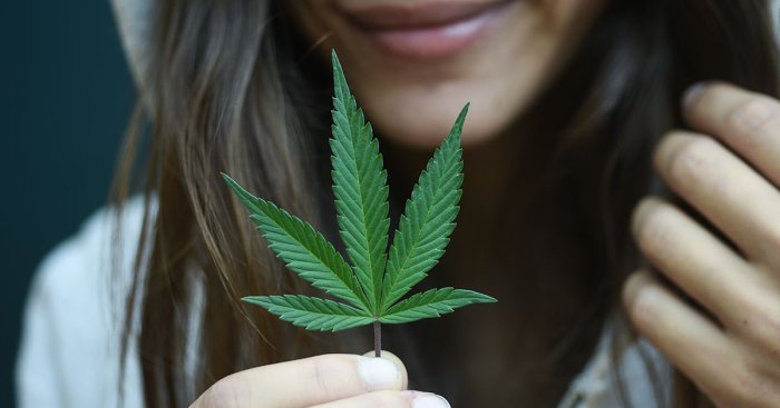 Ganja manfaat hipwee Ganja manfaat hipwee